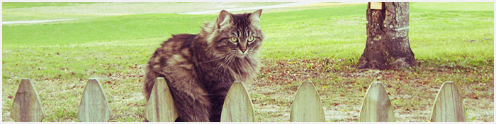 Cat In Grassy area