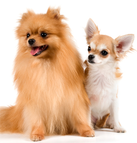 There are at least 157 different registered breeds to choose from.
