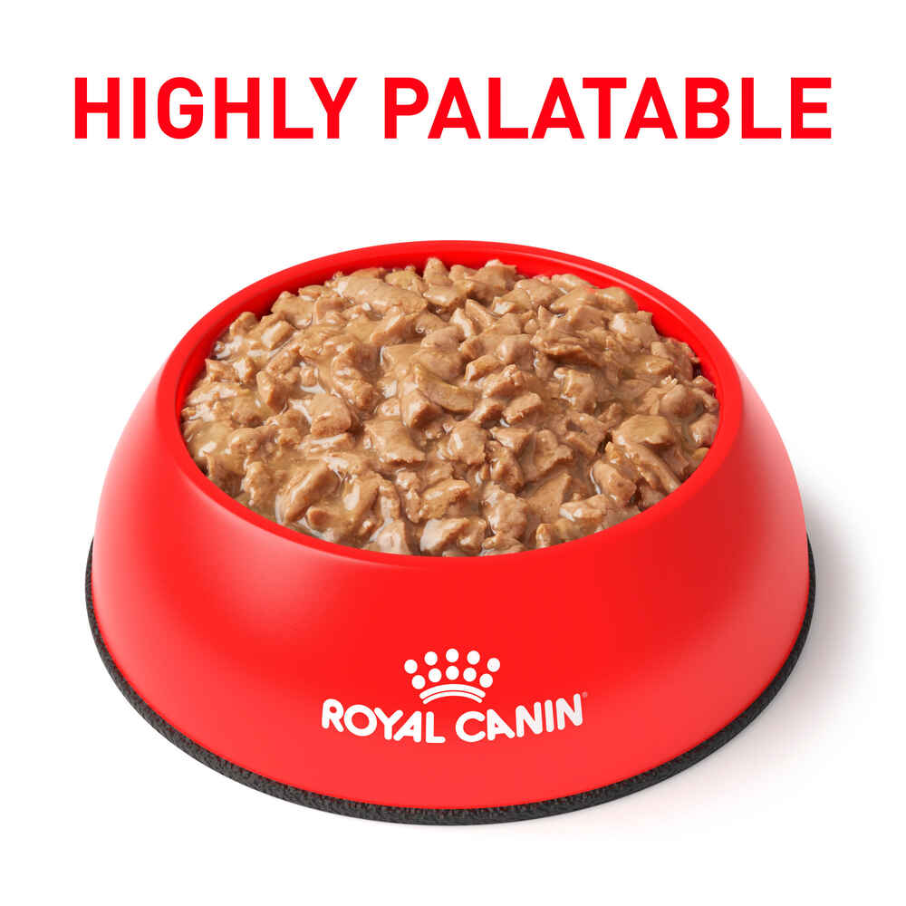 Royal Canin Veterinary Diet Feline Urinary SO Morsels In Gravy Wet Cat Food