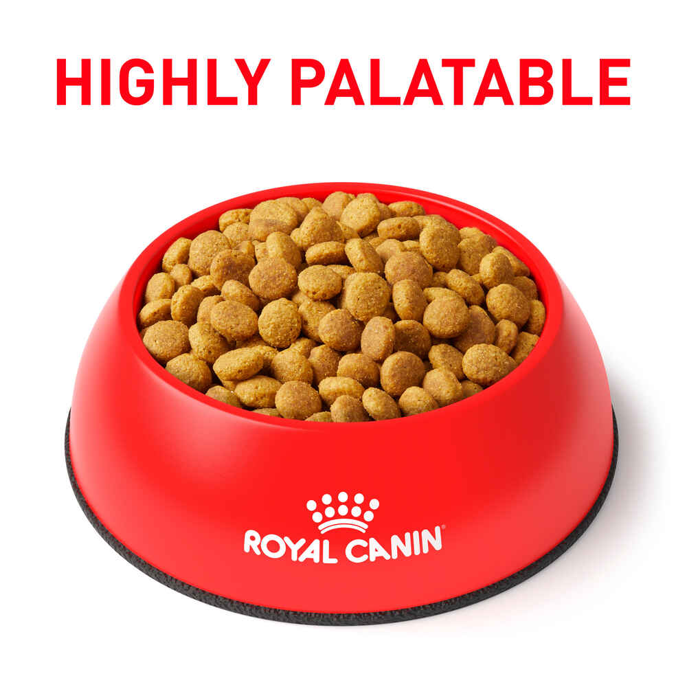 Royal Canin Veterinary Diet Feline Renal Support Early Consult Dry Cat Food