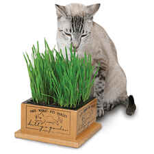 Smart Cat Kitty's Garden-product-tile