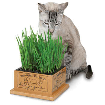 Smart Cat Kitty's Garden product detail number 1.0