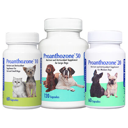 antioxidant for dogs
