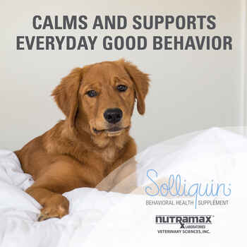 Nutramax Solliquin Calming Behavioral Health Supplement - With L-Theanine, Magnolia / Phellodendron, and Whey Protein Concentrate Dogs Over 8lbs, 60 Chewable Tablets