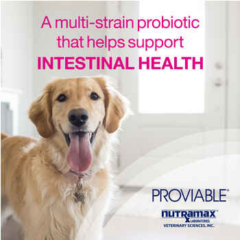 Nutramax Proviable Digestive Health Supplement Kit with Multi-Strain Probiotics and Prebiotics With 7 Strains of Bacteria Cats and Small Dogs, 15 mL Paste and 10 Capsules