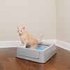 PetSafe ScoopFree Crystal Smart Self-Cleaning Cat Litter Box 