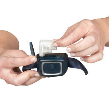 PetSafe Bark Control Training Collar Spray Refill Cartridge - Citronella - 3 Pack