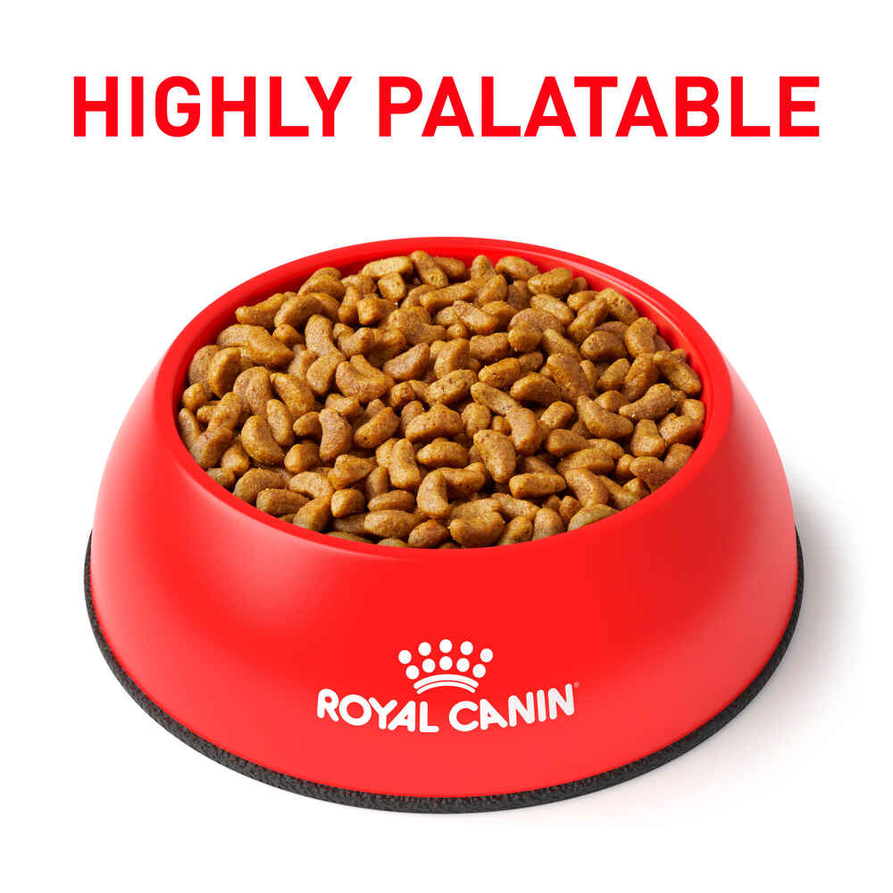 Royal Canin Veterinary Diet Canine Renal Support S Dry Dog Food