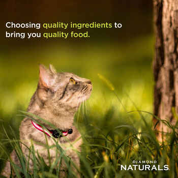 Diamond Naturals Active Cat Chicken Meal & Rice Formula Dry Cat Food - 6 lb Bag