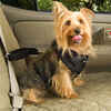 Solvit Dog Vehicle Harness