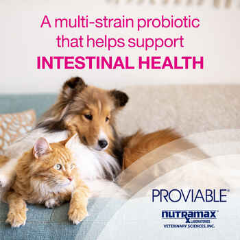 Nutramax Proviable Digestive Health Supplement Multi-Strain Probiotics and Prebiotics for Cats and Dogs With 7 Strains of Bacteria 30 Capsules