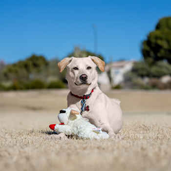 Multipet Lamb Chop® Dog Toy 10" Dog Toy