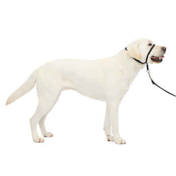 PetSafe Gentle Leader Headcollar No-Pull Dog Collar - Large - Black product detail number 1.0