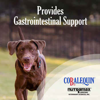 Nutramax Cobalequin B12 Supplement Medium to Large Dogs, 45 Chewable Tablets