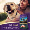 Zignature Catfish Limited Ingredient Formula With Probiotic Dry Dog Food 4 lb