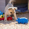 Multipet Globlet Latex Dog Toy 9" Assorted Colors