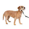 PetSafe Gentle Leader Headcollar No-Pull Dog Collar