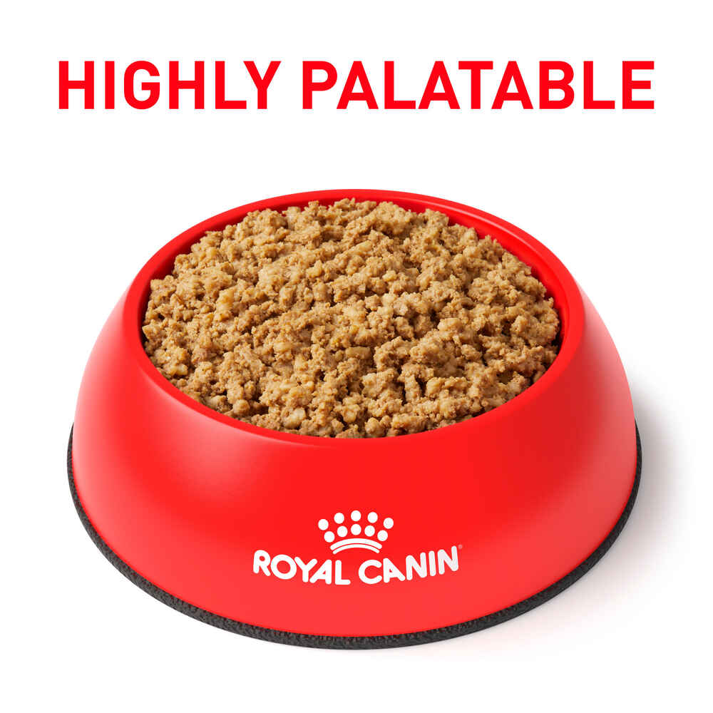 Royal Canin Veterinary Diet Canine Renal Support T Loaf Wet Dog Food