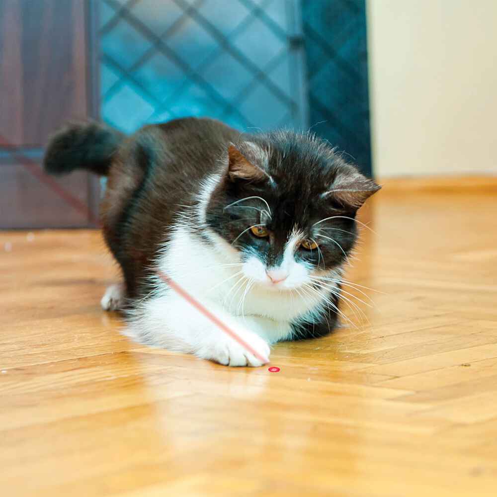 KONG Laser Pointer, KONG Shaped, Interactive Cat Toy