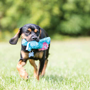 KONG Cozie Soft Plush Baily the Dog Blue Dog Toy