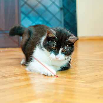 KONG Laser Pointer, Interactive Cat Toy Interactive Cat Toy