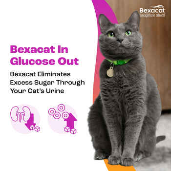 Bexacat (bexagliflozin tablets) Diabetes Mellitus Treatment for Cats 6.6 lbs & Over