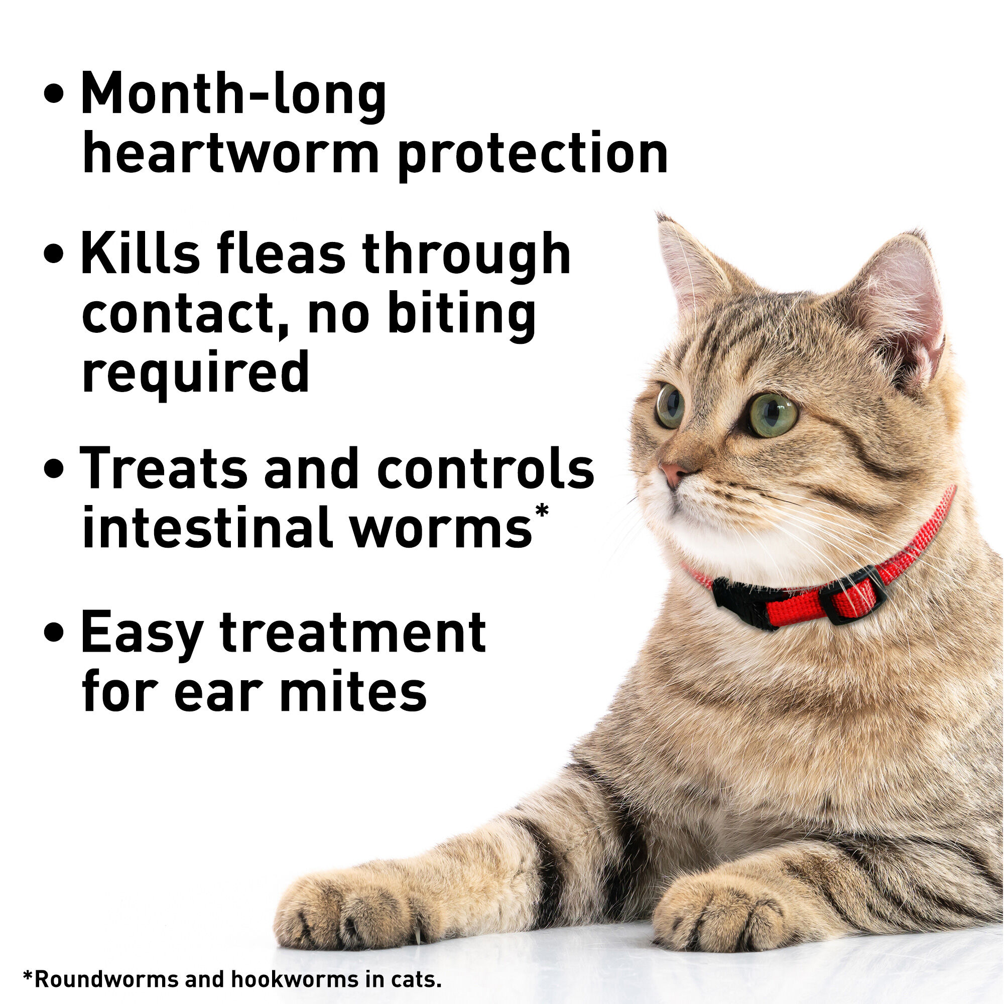 cheapest advantage for cats