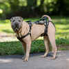 PetSafe CareLift Full Body Support Dog Lifting Harness Large