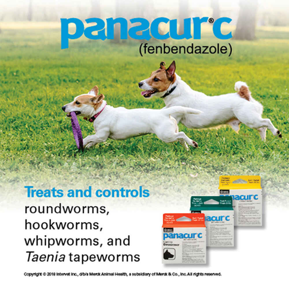 Panacur C Canine Dewormer | 1800Petmeds