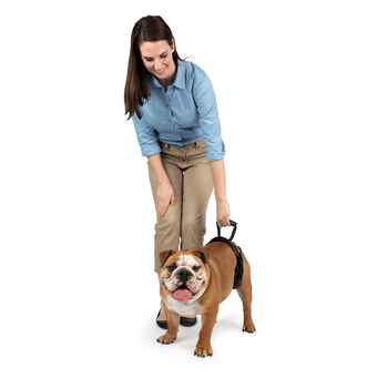 Rear Dog Lifting Harness 35-70 lbs product detail number 1.0