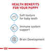 Royal Canin Size Health Nutrition Large Breed Puppy Thin Slices in Gravy Wet Dog Food - 13 oz Cans - Case of 12