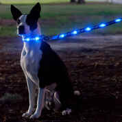 Dog-e Glow LED Collar