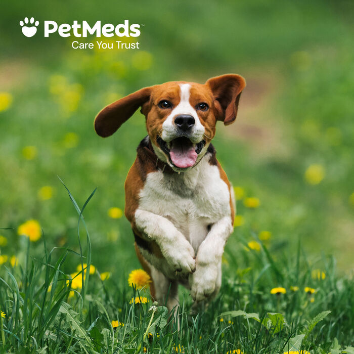 Bundle: Flea5X Plus + MilbeGuard - Flea, Tick, & Heartworm Prevention Bundle for Dogs product detail number 1.0