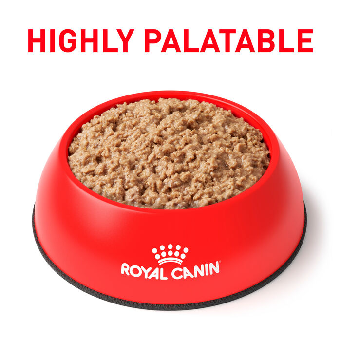 Royal Canin Veterinary Diet Feline Urinary SO Loaf in Sauce Wet Cat Food