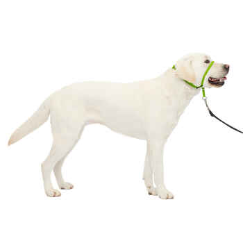 PetSafe Gentle Leader Headcollar No-Pull Dog Collar - Large - Apple Green product detail number 1.0
