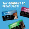 Capstar Flea Treatment Tablets 6pk Dogs 2-25 lbs