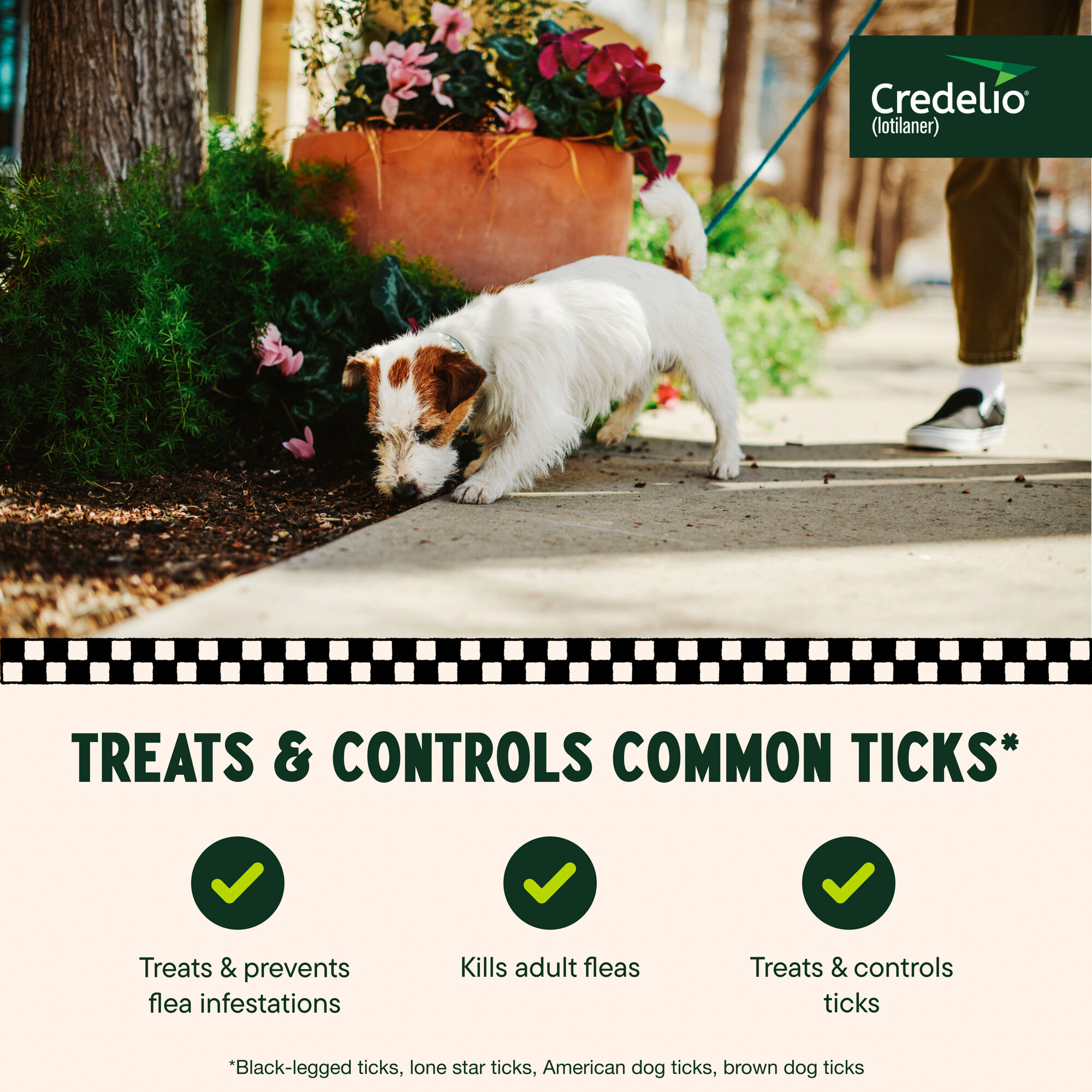 credelio flea medication