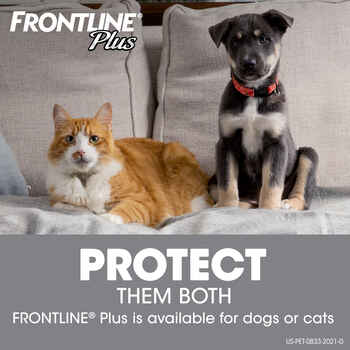 Frontline Plus 3pk Cats & Kittens
