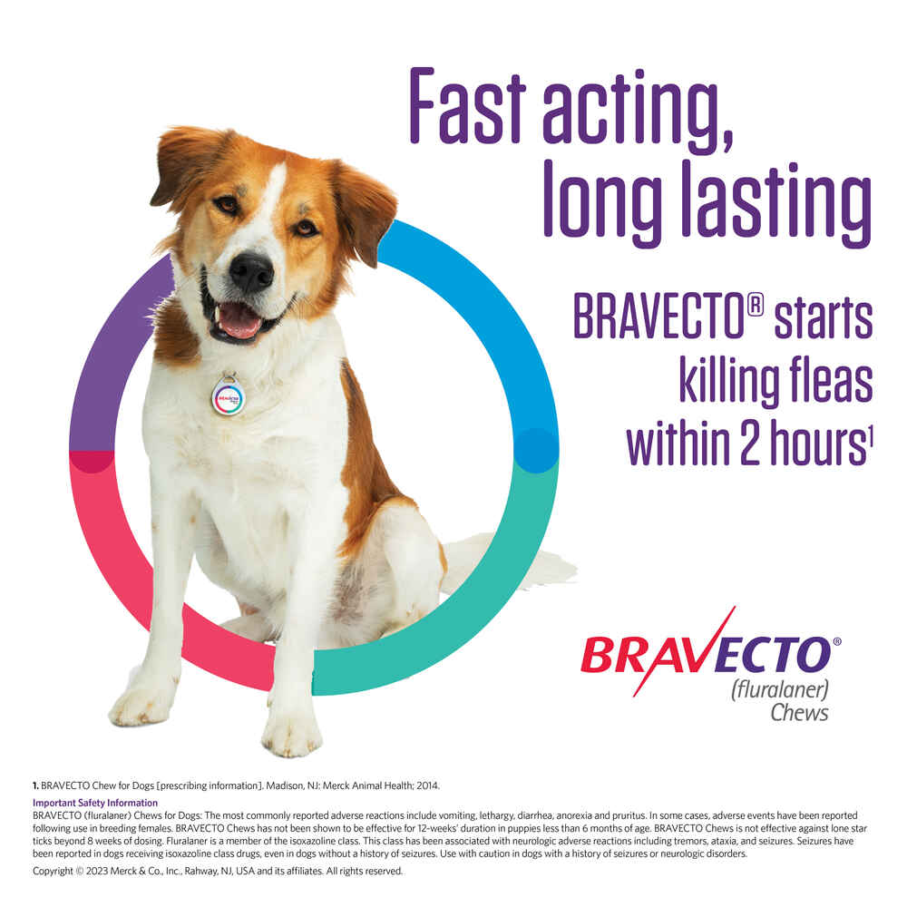 Bravecto Chews 1 Dose Medium Dog 22-44 Lbs | 1800Petmeds