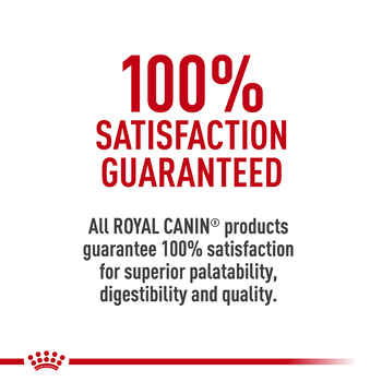 Royal Canin Breed Health Nutrition Yorkshire Terrier Adult Loaf in Sauce Wet Dog Food - 3 oz Cans - Case of 4