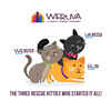 Weruva Grain Free Cats in the Kitchen Variety Pack For Cats
