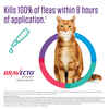 Bravecto for Cats