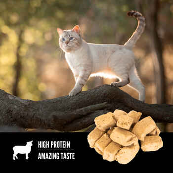 ORIJEN Grass-Fed Lamb Formula Freeze-Dried Cat Treats 1.25 oz Bag