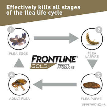 Frontline Gold 6 pk Cats & Kittens