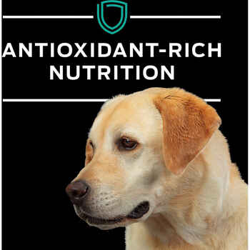 Purina Pro Plan Veterinary Diets EN Gastroenteric Canine Formula Dry Dog Food - 6 lb. Bag