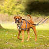 Halti Walking Harness for Dogs X-Small - Black/Grey