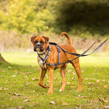 Halti Walking Harness for Dogs X-Small - Black/Grey