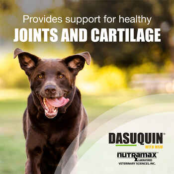 Dasuquin with MSM for Dogs | 1800PetMeds