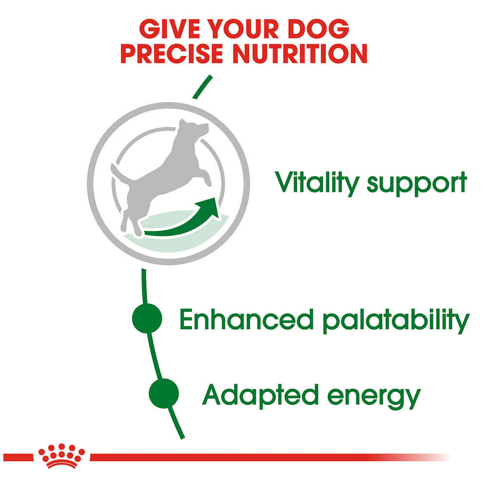 Royal Canin Size Health Nutrition Small Breed Adult 8+ Dry Dog Food