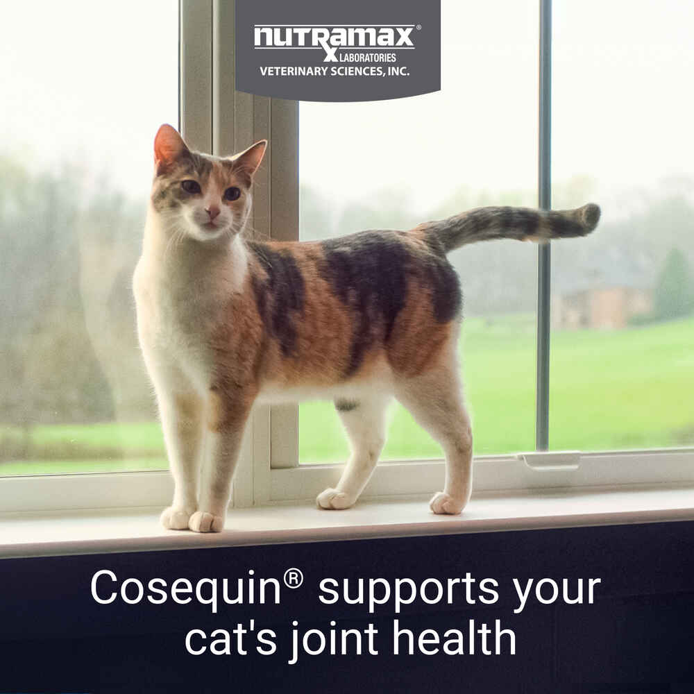 Cosequin For Cats 1800petmeds